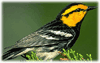 Golden-cheeked Warbler