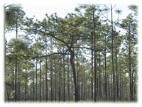 Longleaf Pine Forest