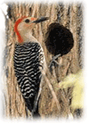 Red-bellied Woodpecker